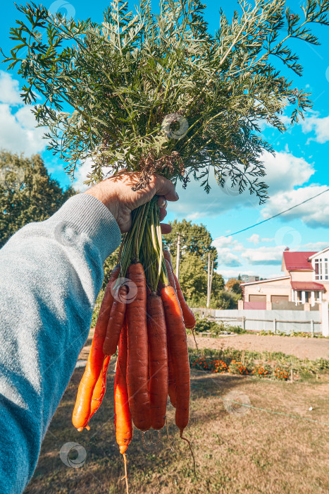 Скачать Пучок моркови в руке фермера. Выращенная морковь на грядке или огороде. Демонстрация плодородного урожая. Морковь на синем фоне фотосток Ozero