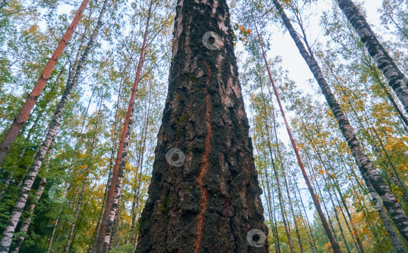 Скачать Плоские стволы деревьев в лесу. Зеленые и пожелтевшие листья, прогулка на свежем воздухе в лесопарке фотосток Ozero