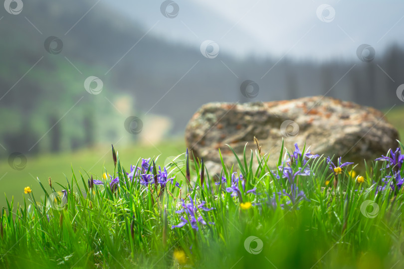 Скачать Горный цветок Ирис, Барскун, Кыргызстан. фотосток Ozero