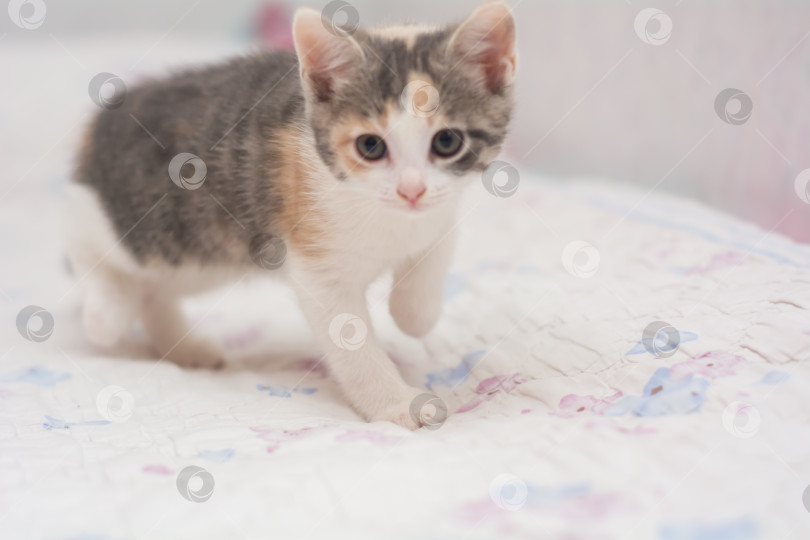 Скачать котенок трехцветный, месячный от роду, игриво позирует на камеру фотосток Ozero