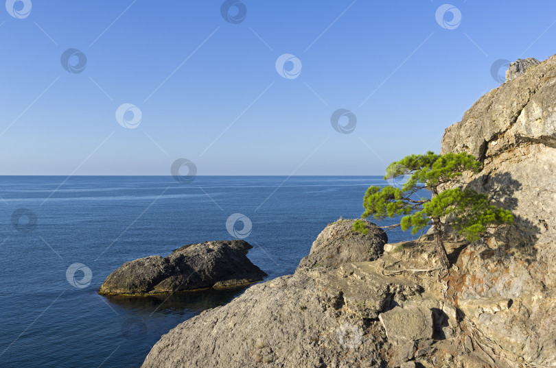 Скачать Реликтовая сосна на крутом скалистом берегу моря. фотосток Ozero