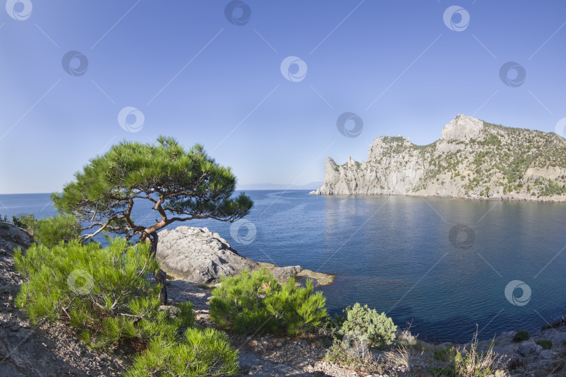 Скачать Реликтовая сосна на скалистом морском берегу. фотосток Ozero