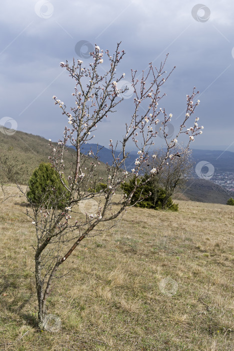 Скачать Цветущее миндальное дерево в крымских горах. фотосток Ozero