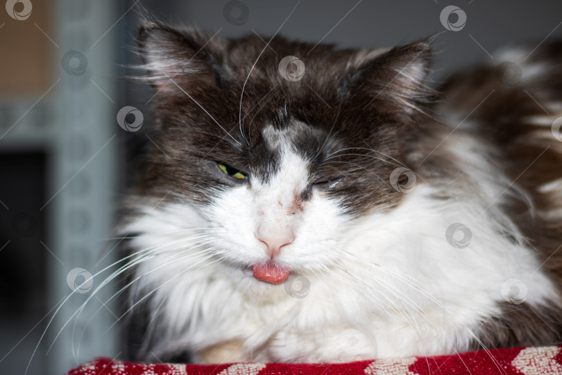 Скачать Домашняя короткошерстная кошка, показывающая язык, с черно-белой шерстью фотосток Ozero