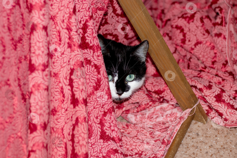 Скачать Хищник семейства кошачьих с усами спрятан под розовым одеялом фотосток Ozero