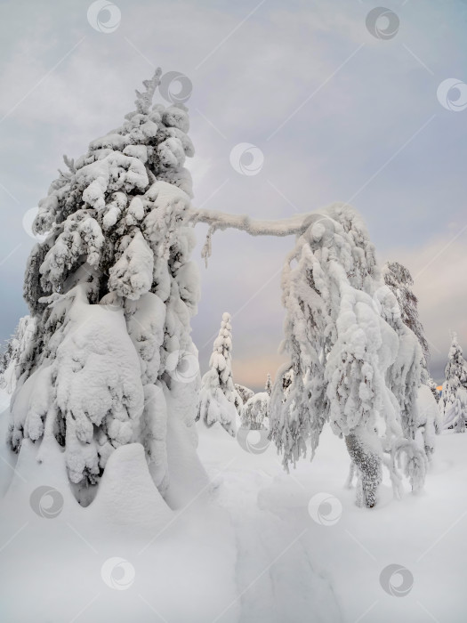 Скачать Тропа по заснеженному лесистому склону холма на рассвете. фотосток Ozero