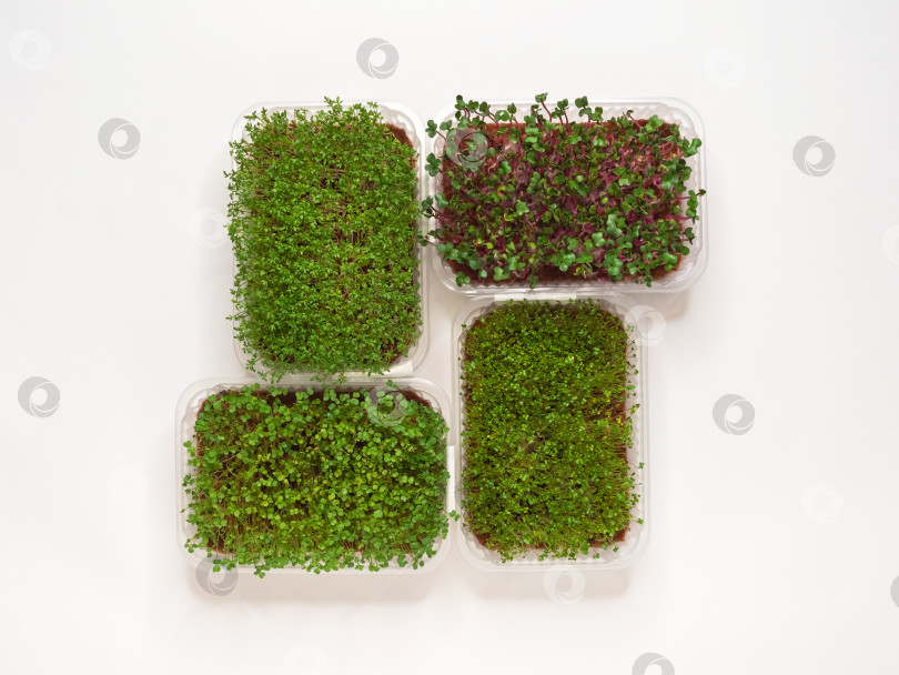 Скачать Выращивание различных микрозеленых растений в домашних условиях при свете фитолампы. фотосток Ozero