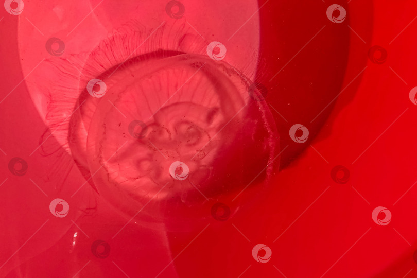 Скачать Морская медуза в красном детском ведерке фотосток Ozero