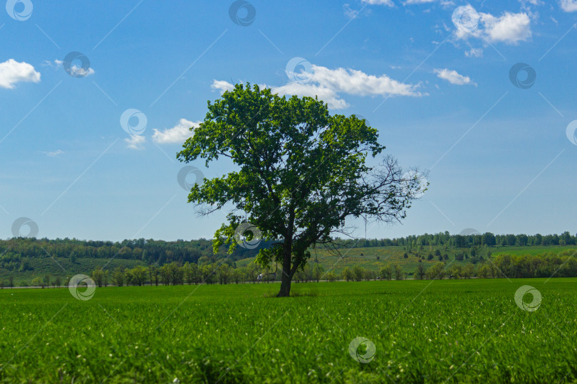 Скачать Одинокое дерево фотосток Ozero