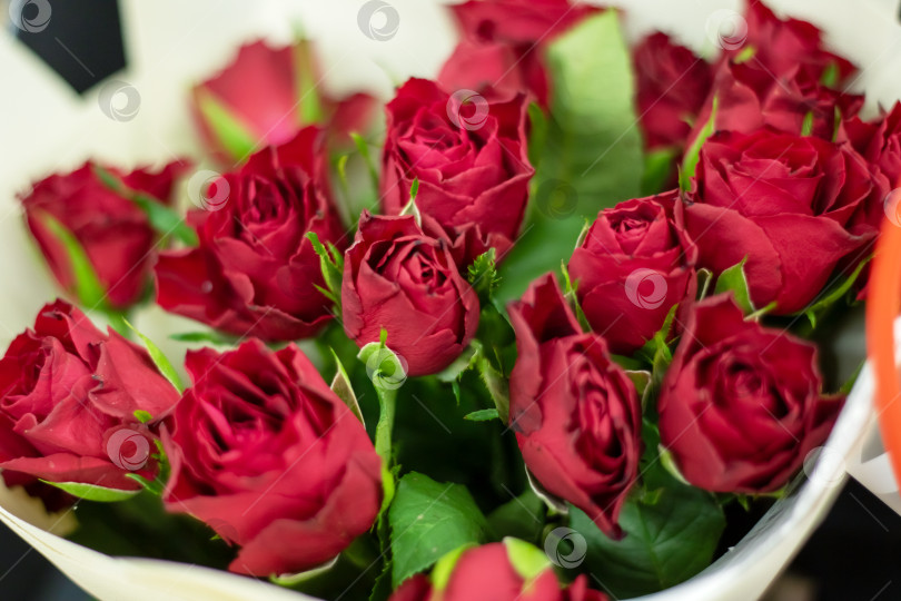 Скачать Букет из красных садовых роз в белой упаковке, идеально подходящий для оформления букетов фотосток Ozero