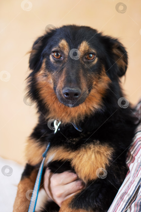 Скачать Рыжевато-коричневая собака-компаньон в синем ошейнике пристально смотрит вдаль фотосток Ozero