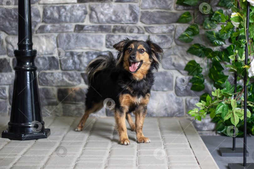 Скачать Коричнево-черная собака стоит у комнатного растения перед кирпичной стеной фотосток Ozero