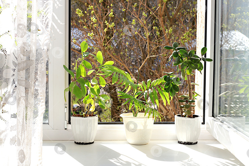 Скачать Цветок крассула, каланхоэ и домашняя пальма в горшках на солнечном окне. Концепция домашнего уюта, комфорта, выращивание цветов в доме. Красивая цветочная композиция с экзотическим растением, фотосток Ozero