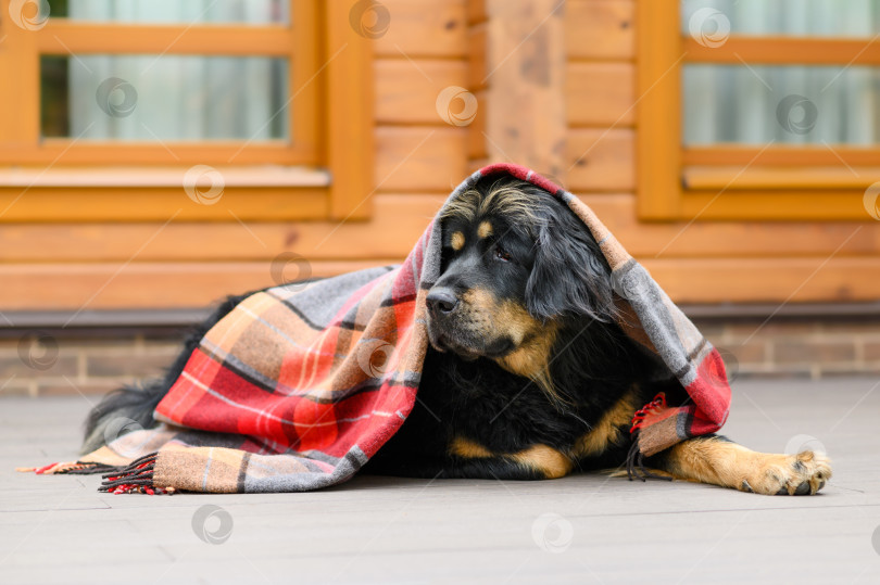 Скачать Большая черная собака, укрытая шерстяным одеялом, лежит на пороге дома, глядя в сторону. Осенний портрет собаки. фотосток Ozero