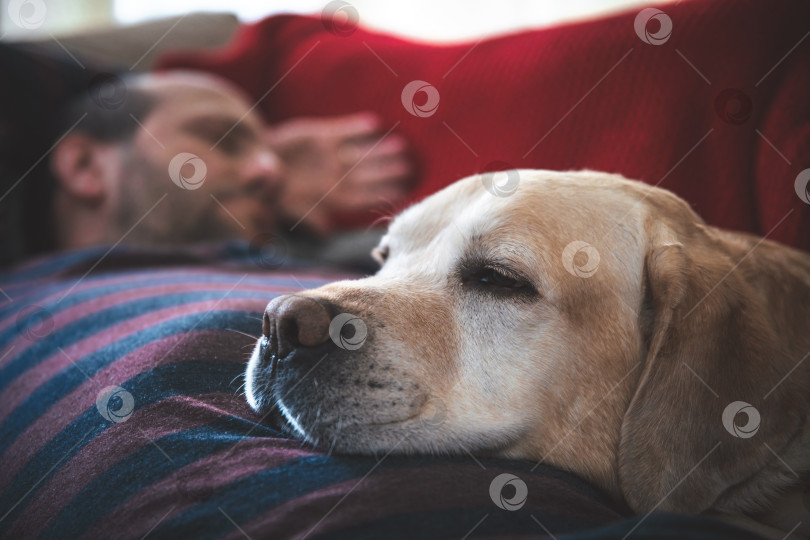 Скачать мужчина спит на диване с собакой лабрадором фотосток Ozero
