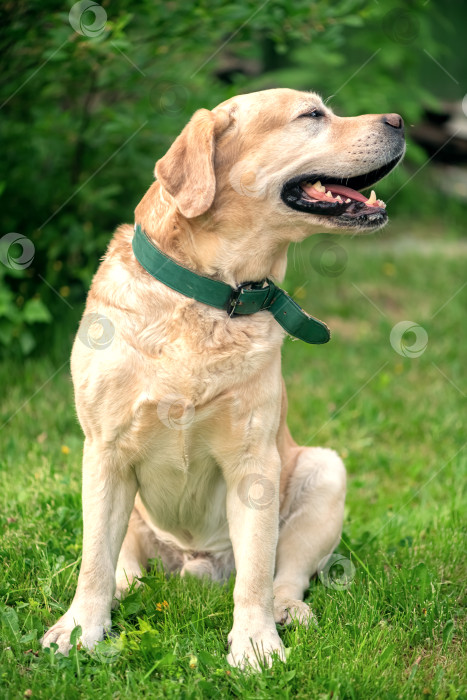 Скачать Красивая породистая собака желтого цвета лабрадор на улице на траве фотосток Ozero