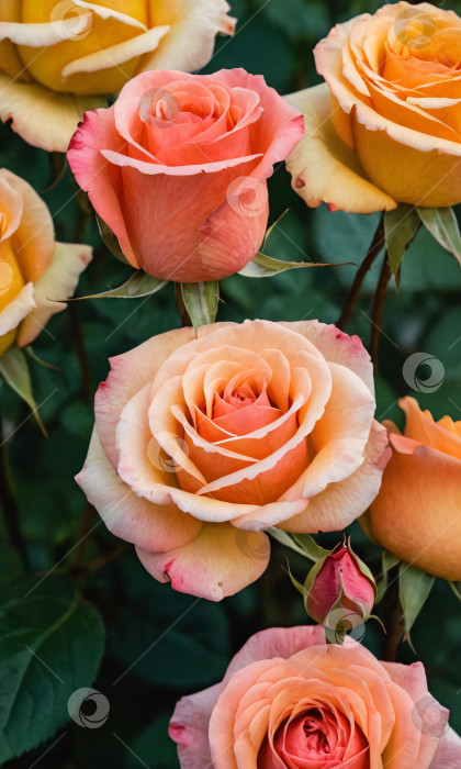 Скачать Букет желтых и розовых роз в саду фотосток Ozero
