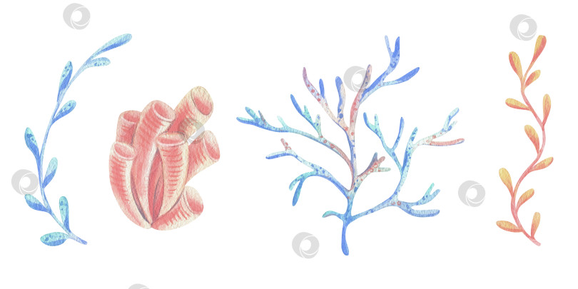 Скачать Кораллы, губки, ветви водорослей - акварельная иллюстрация, выполненная от руки в пастельных тонах бирюзового, голубого, мятного, кораллового, персикового. Набор элементов, выделяющихся на фоне фотосток Ozero