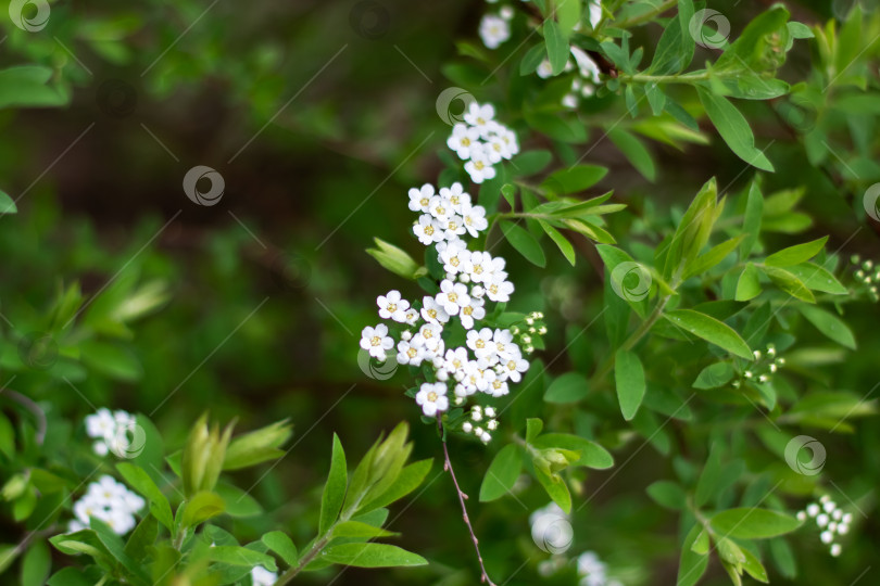 Скачать Цветущий полукустарник с белыми лепестками и зелеными листьями, идеально подходящий в качестве почвопокровного растения фотосток Ozero