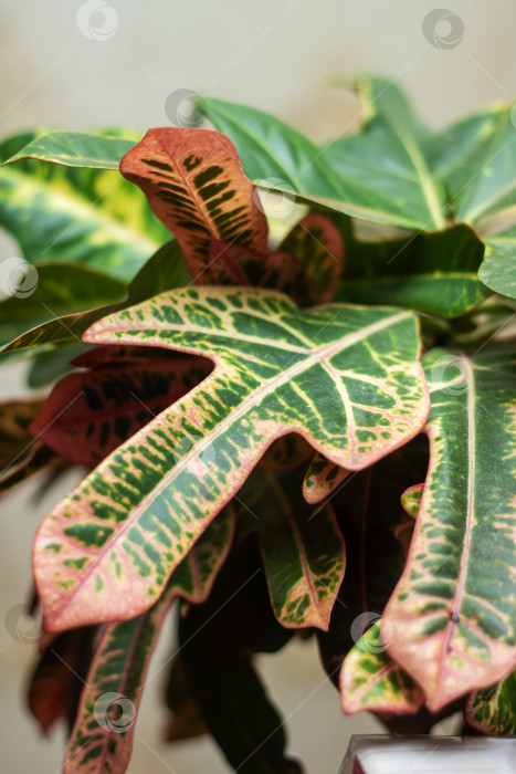 Скачать Крупный план наземного растения с зелеными и красными листьями фотосток Ozero