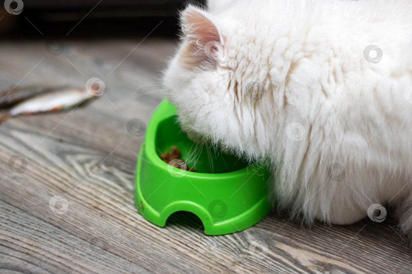 Скачать Семейство кошачьих - хищные кошки, которые едят из зеленой миски с усами и мордой фотосток Ozero