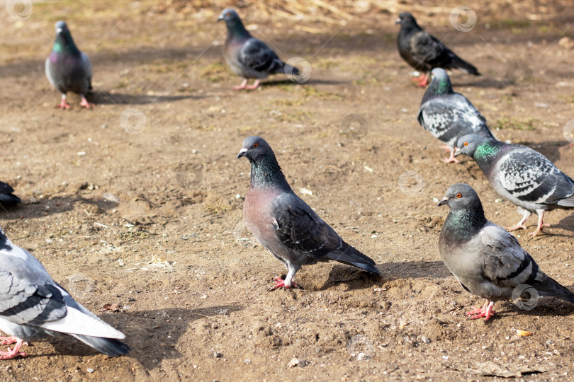 Скачать Группа голубей сидела на земле в естественной обстановке фотосток Ozero