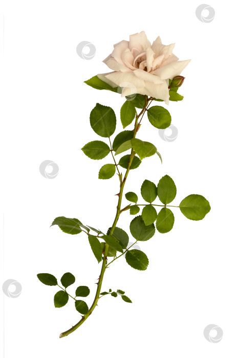 Скачать Одинокая веточка кремовой розы, выделенная на белом фоне. фотосток Ozero