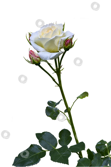 Скачать Одинокая красивая белая роза "Хельга", выделенная на белом фоне фотосток Ozero