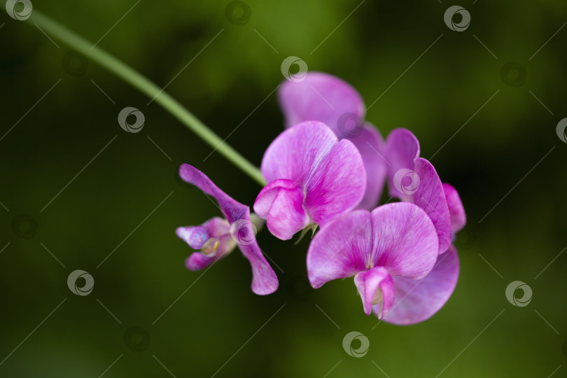 Скачать Крупный план цветов розового душистого горошка (lathyrus odoratus) в летнем саду. фотосток Ozero