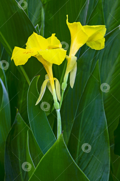 Скачать Желтый цветок Кана среди зеленых листьев фотосток Ozero