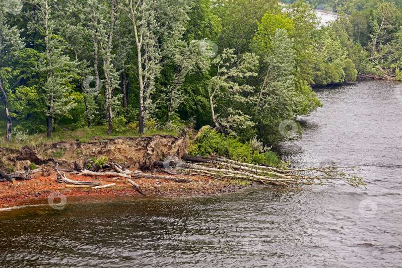 Скачать Размыв берега в Финском заливе. Вода размывает корни деревьев. фотосток Ozero