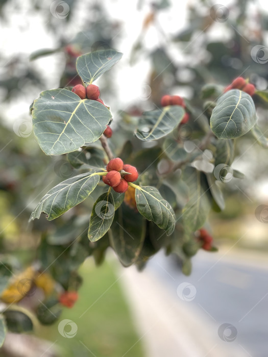 Скачать Ветка красного семени баньянового дерева. фотосток Ozero