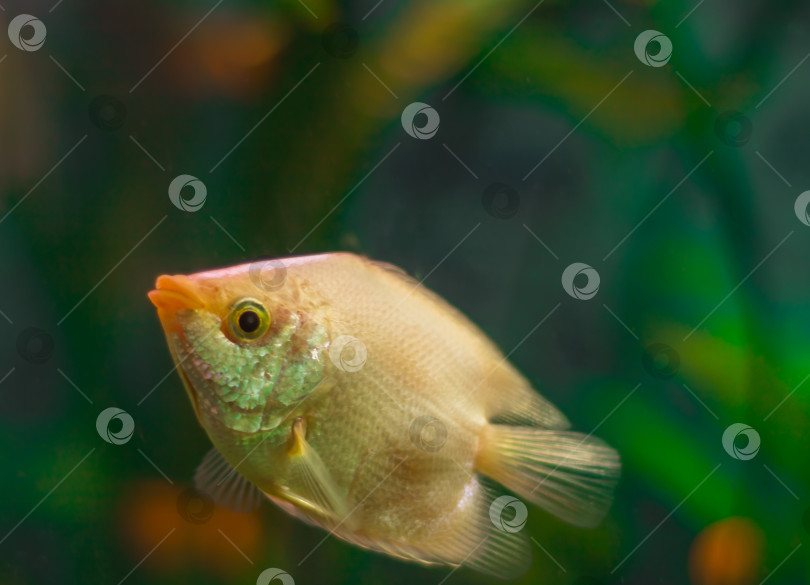 Скачать Аквариумист, водная рыба. Helostoma temminkii - вид тропических лучеперых рыб из подотряда лабиринтовых, относящийся к монотипическому семейству Helostomatidae фотосток Ozero