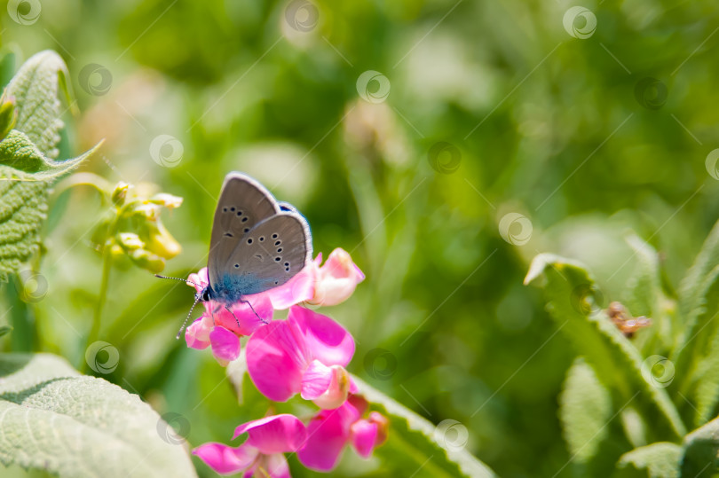 Скачать Бабочка собирает пыльцу с цветов в природе фотосток Ozero