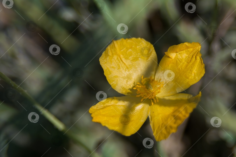 Скачать Полярный мак (Papaver radicatum) - многолетнее травянистое растение, вид рода Мак (Papaver) семейства Папаверовые. фотосток Ozero