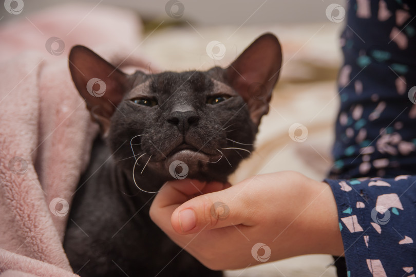 Скачать Кошка-сфинкс темного окраса нежится в ласках человека фотосток Ozero