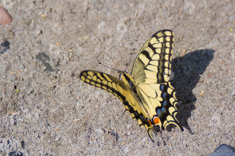 Скачать Ласточкин хвост (лат. Papilio machaon) - дневная бабочка из семейства ласточкиных хвостов или кавалеров (лат. Papilionidae). фотосток Ozero