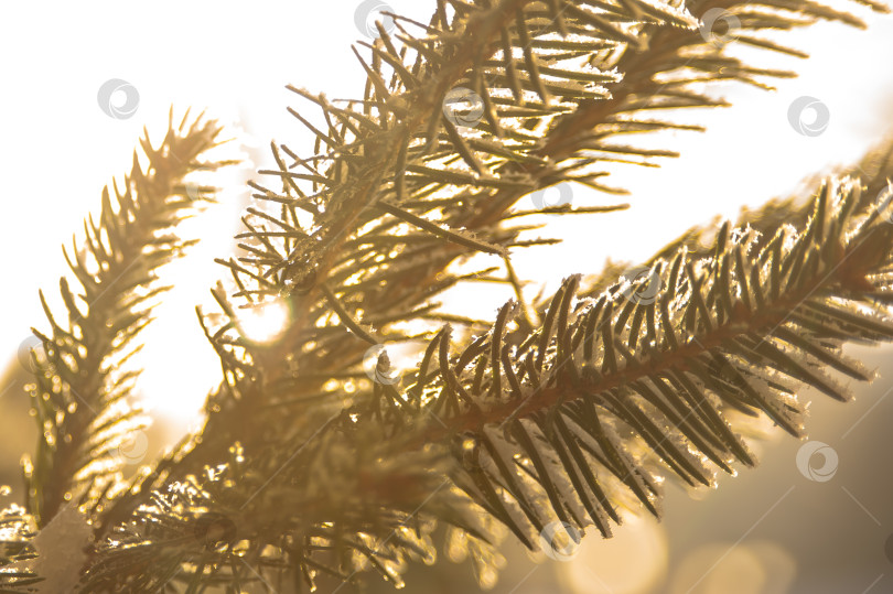 Скачать Зимний иней на зеленых ветвях рождественской елки в теплом солнечном свете фотосток Ozero