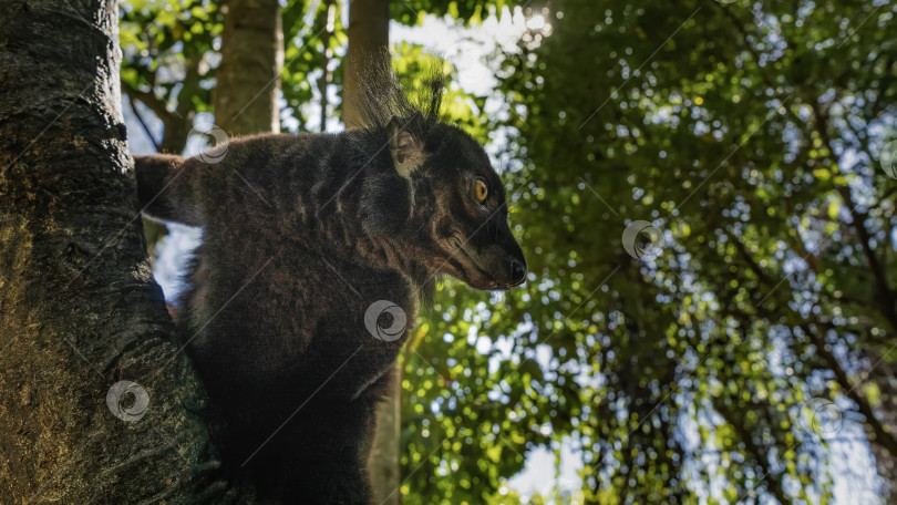 Скачать Черный лемур Eulemur macaco сидит на дереве фотосток Ozero