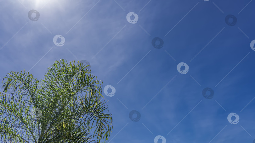 Скачать Раскидистые зеленые листья кроны пальмы на фоне голубого неба фотосток Ozero