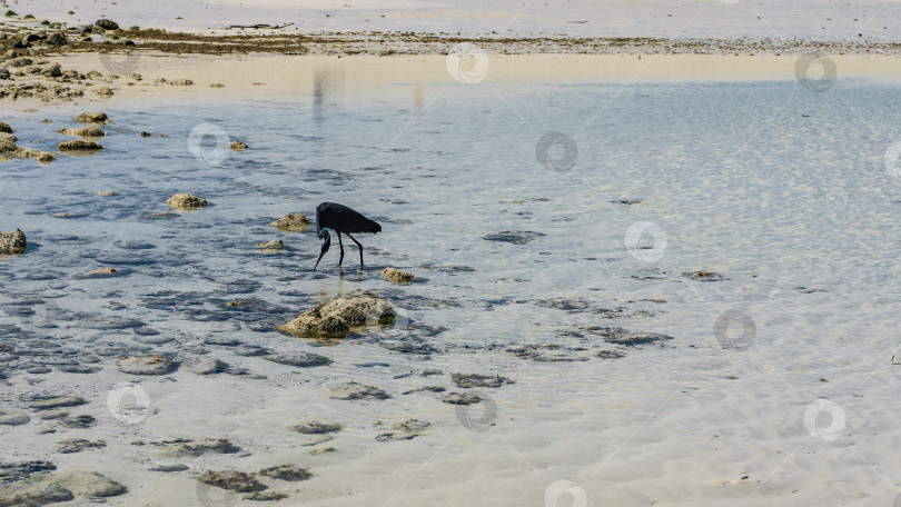 Скачать Красивая черная цапля Egretta ardesiaca прогуливается по мелководью фотосток Ozero