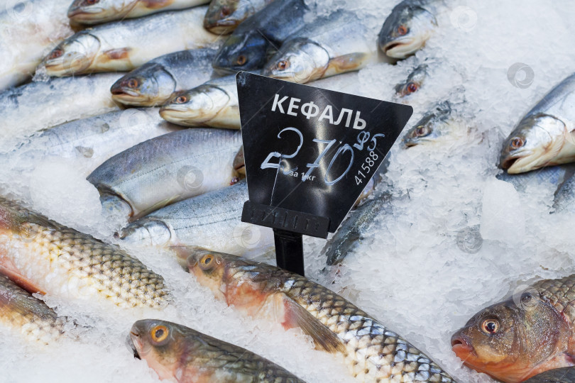 Скачать Москва, Россия, май 2018 г.: Крупный план замороженной рыбы-кефали с ценником на прилавке супермаркета (редакционная статья) фотосток Ozero