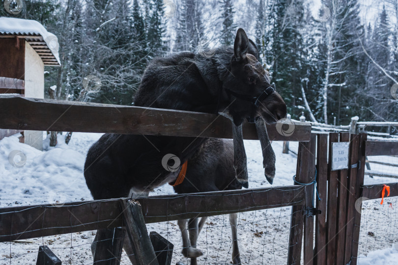 Скачать Лосенок фотосток Ozero