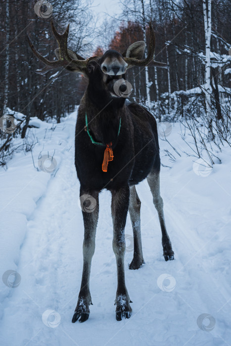 Скачать Сохатый страж фотосток Ozero