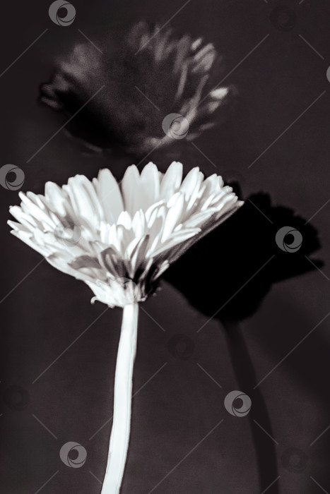 Скачать Черно-белое отражение цветка герберы на темном фоне фотосток Ozero