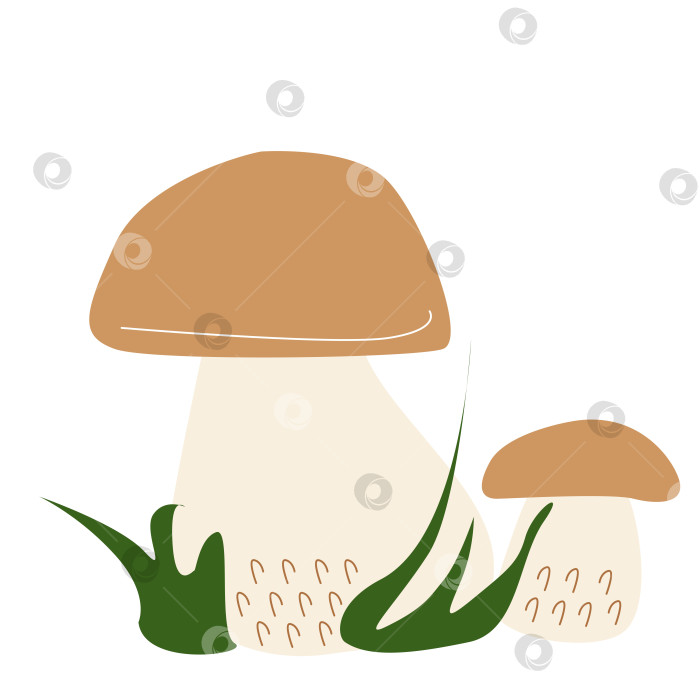 Скачать Съедобные белые грибы с травой фотосток Ozero