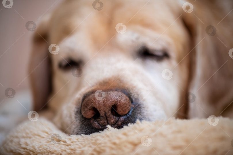 Скачать Нос лабрадора крупным планом, сосредоточьтесь на носу, собака породы лабрадор-ретривер лежит на своей мягкой собачьей подстилке и спит фотосток Ozero