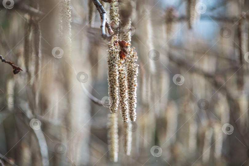 Скачать Подсвеченная гроздь мужских сережек осины колючей (Populus tremuloides) под мягким весенним солнцем фотосток Ozero