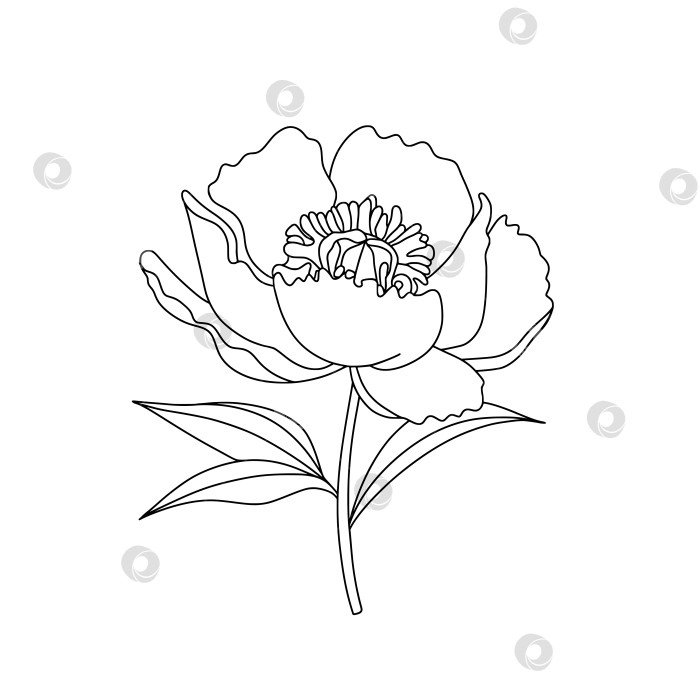 Скачать Рисунок черной линией цветка пиона, выделенного на белом фоне фотосток Ozero