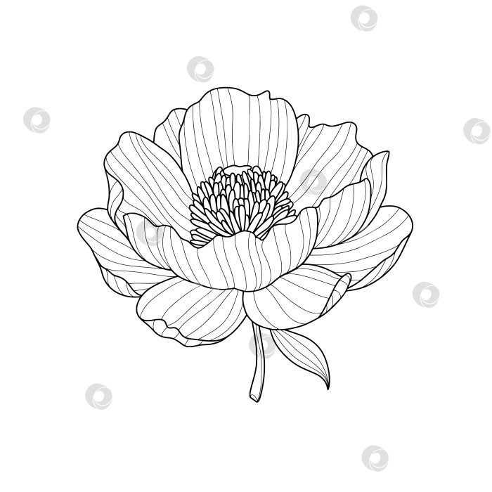 Скачать Черная линия, изображающая стилизованный цветок пиона на белом фоне фотосток Ozero